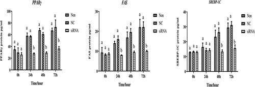 Figure 8. Levels of expression of adipocytes differentiation-related protein after transfection with HSP90-siRNA. siRNA, NC, and Non represent the HSP90-siRNA (siRNA), negative control (NC), and non-transfected (Non) groups, respectively. Different lowercase indicated that means differed significantly (p < 0.05).