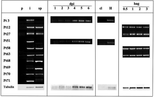 Fig. 1 Validation of predicted secreted proteins from P. triticina selected as effector candidates using RT-PCR. RNA isolated from non-infected plants (p), heavily infected plant tissue 6 days post inoculation (i) and germinated spores at 16 h (sp). Time course expression was evaluated from 1 to 6 days post-inoculation (dpi) and from spores 0.5 to 3 h after germination (hag). Total RNA from haustoria preparation (H) and mock inoculated plants (cl).