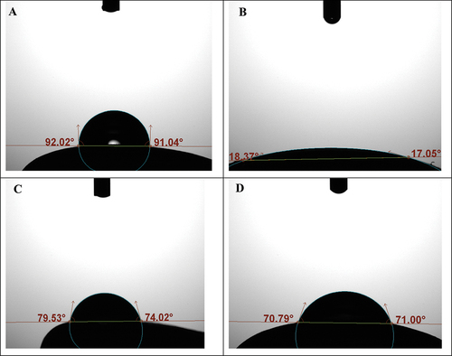 Figure 2. Examples of measurement of the apparent contact angles of sessile water drops on the surface of untreated corn seeds (A) and seeds that were coated with the hardwood biochar (B). Measurements were also conducted on samples of corn seed that were coated with a commercial polymer (C) and seed which were subjected to the removal of the external waxy layer (D, dewaxed seeds).