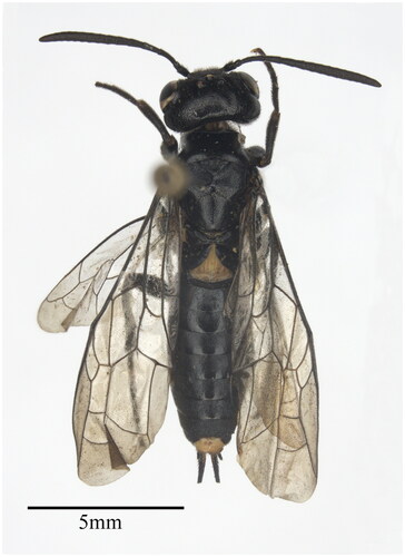 Figure 1. The dorsal view of Pachycephus smyrnensis Stein, 1876, female. (Collected from Nessebar, Bulgaria by K. Ermisch in 1964, the picture taken by Min Xu).