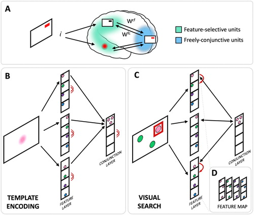 Figure 1. WM model relying on rapid neural plasticity to form object memories can utilize pattern completion and mutual inhibition to implement cued recall and visual search. (A) Depiction of the model’s architecture. For the purpose of visual search simulations, the three dimensions within the feature layer were designated to correspond to three searched locations and each unit within a dimension to represent a different colour (as occurs in the primary visual cortex). During memory encoding, the stimulus activates correspondingly tuned units in the feature-selective neurons (posterior cortex). The activation drives activity in the conjunction layer (anterior cortex) where, via mutual inhibition, the conjunctive units compete to encode the combination of active features. The winning conjunctive unit then mutually activates the feature units, and this recurrent activation encodes the information into the synapses via rapid Hebbian plasticity. (B) The same mechanism can be utilized to encode a visual search template into WM. In this case, the association between template colour at all locations is encoded into a conjunction unit. The conjunction unit can be driven by visual inputs to provide recurrent amplification of that colour within the network. (C) The resulting bias within the network guides the activation from the features within the visual search display enhancing the target feature. A successful activation of the template conjunction unit triggers pattern completion that leads to selection of the target and inhibition of the distractors via mutual inhibition. (D) The relative position of feature units within the feature layer can be rearranged to reveal their spatial arrangement within a feature map.