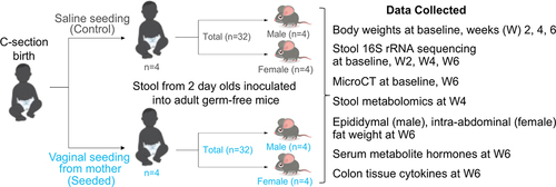 Figure 1. Schematic of experimental design. The transitional stool of each control and vaginally seeded infant was tested in 8 germ-free mice (4 female and 4 male mice).
