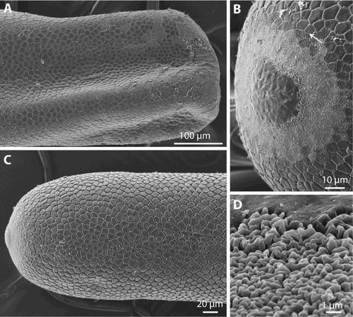 Figure 7. Gordionus maori n. sp. A, Posterior end of female specimen OMNZ IV85079 (paratype); B–D, anterior end in female specimen ZMH V13408, showing the changing pattern between smooth tip of the animal, region of alternate cuticular structure and transition to areoles. D shows the fine structure of the intermediate area.