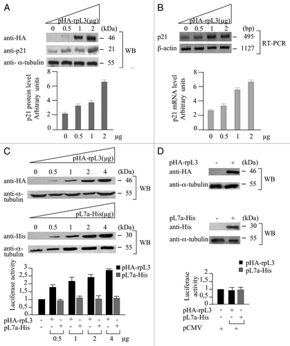 Figure 1. Role of rpL3 in the regulation of p21 expression. (A) Protein samples from Calu-6 cells untransfected or transiently transfected with increasing amounts (0, 0.5, 1, 2 μg) of a plasmid expressing rpL3 fused to HA tag (pHA-rpL3) were analyzed by WB assay, with antibodies directed against the HA tag and p21, 24 h after transfection. Loading in the gel lanes was controlled by detection of α-tubulin protein. (B) Representative RT-PCR analysis of total RNA from the same samples. β-actin was used as a control of RNA loading. Quantification of p21 protein and mRNA levels by PhosphorImager (Bio-Rad) is shown. (C) Protein extracts from Calu-6 cells transiently transfected with the full-length p21 promoter luciferase reporter plasmid (pWWP) alone and cotransfected with pWWP and increasing amounts of pHA-rpL3 or pL7a-His (0, 0.5, 1, 2 and 4 μg) were analyzed by WB assay with antibodies directed against the HA and His tags, 24 h after transfection. Loading in the gel lanes was controlled by detection of α-tubulin protein. Analysis of the relative luciferase activity, normalized against Renilla Luciferase (pRL) activity, in the same samples. (D) Protein extracts from Calu-6 cells transiently transfected with CMV-Luc plasmid alone, or cotransfected with pCMV-Luc and 2 μg of pHA-rpL3 or pL7a-His, were analyzed by WB assay with antibodies directed against the HA and His tags. Loading in the gel lanes was controlled by detection of α-tubulin protein. The relative luciferase activity, normalized against Renilla Luciferase (pRL) activity, in the same samples was detected. Results illustrated in Figures 1–9 are representative of three independently performed experiments.