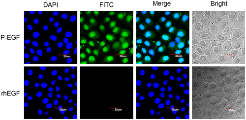 Fig. 4. The immunofluorescence assay of the transmembrane ability of P-EGF.