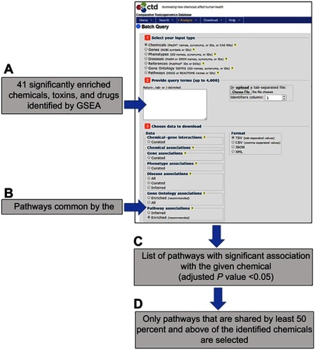 Figure 3 The flowchart outline using the Comparative Toxicogenomics Database (CTD) batch query tool (http://ctdbase.org/tools/batchQuery) to identify common pathways targeted by most of the GSEA-identified chemicals. (A) All the earlier identified drugs and chemicals were uploaded to the query tool to search for genes and (B) pathways that were documented to be affected by queried chemicals. The tool will generate (C) a list of pathways where the given chemical affects genes related to that pathway significantly (adjusted p-value <0.05). (D) Only pathways that are shared by at least 50 percent and above of the identified chemicals are selected.