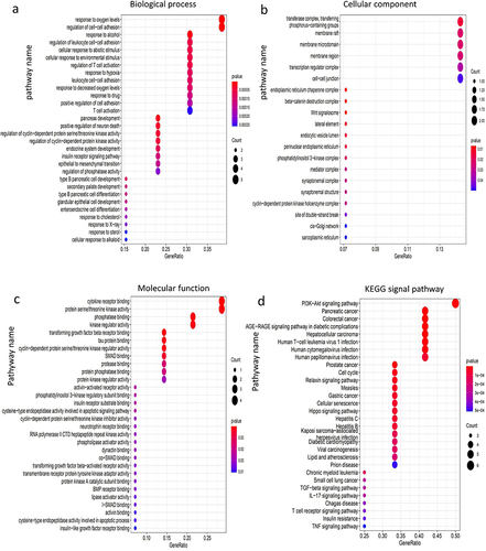 Figure 5 Dot plot of function enrichment analysis. (a) Biological process. (b) Cellular component. (c) Molecular function. (d) KEGG pathway.