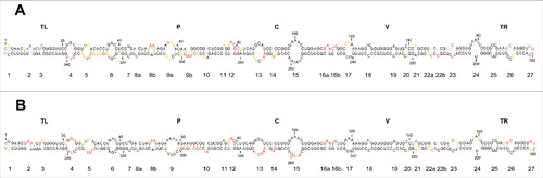Figure 4. In vivo SHAPE analysis corroborates a rod-like conformation for the mc PSTVd (+) RNA. (A) Results obtained with NAI in vivo coupled to computer-assisted prediction using RNAstructure. (B) Results obtained with the same acylating agent in vitro (see Fig. 3B) are included here to facilitate a direct comparison. Other details as in the legends to Figs. 1 and 3.