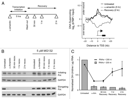 Figure 1. Changes in transcription alter DNA supercoiling. (A) Diagram showing inhibition and recovery of transcription after α-amanitin treatment and meta-analysis showing DNA supercoiling around transcription start sites before, during and after transcription inhibition. For methods see reference Citation1. (B) western blot showing levels of RNA polymerase after α-amanitin treatment in the presence and absence of MG132, a proteasome inhibitor. Cells were suspended in 2 x SDS lysis buffer, incubated at 100°C for 5 min and sonicated briefly. Protein samples were resolved on 8% bis-tris gels and transferred to PVDF membrane by wet-transfer. Membranes were probed with antibodies using standard techniques and detected by enhanced cheiluminscence. RNA polymerase II antibodies: initiating RNA polymerase H14, 1:500 (Covance, MMS-134R) and elongating RNA polymerase H5, 1:500 (Covance, MMS-129R). GAPDH, 1:1000 (Cell Signaling, #2118). (C) Graph showing 30 min pulsed incorporation of 185nM [5-3H] Uridine into short and long RNA species after transcription inhibition. Cold dA, dG, dC, dT and C (37 nM final) were added to cells, to suppress label incorporation into DNA. After 30 min incubation cells were rinsed with PBS and long and short RNAs was extracted by selective binding to a silica matrix (miRNeasy Kit, Qiagen). Residual DNA was removed by on-column DNaseI treatment. RNA was quantified using a Nanodrop and 3H incorporation was measured by scintillation counting.