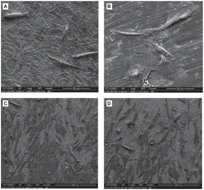 Figure 6 Scanning electron photomicrographs of human gingival fibroblasts (hGFs) cultured for 3 h (A, B) and 12 h (C, D) on plates with Ti-nAg (A, C) or Ti-polished (B, D) surfaces. The hGFs cultured on each surface underwent some proliferation, while maintaining normal spreading morphology. There was no obvious difference between the two surface groups.