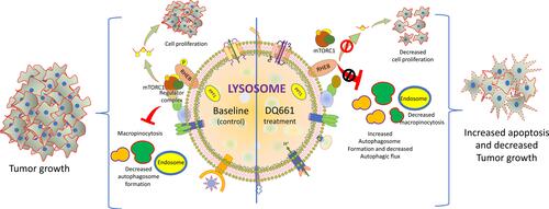 Figure 3 The inhibition of PPT1 by DQ661 and the regulation of multiple lysosome-facilitated signaling processes. The left half of the lysosome median line indicates the basal (control) conditions in absence of DQ661. The right side of the lysosome median line shows the effect of DQ661 binding to PPT1 directly within the lysosomal lumen, resulting in decreased macropinocytosis, autophagic flux, proliferation, and decreased tumor growth and enhanced apoptosis.