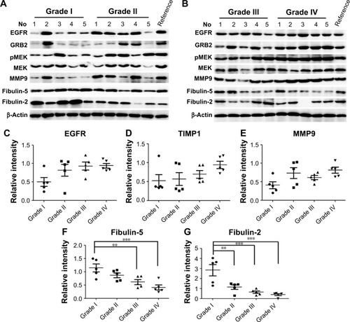 Figure 5 Western blot validations for five differential proteins.