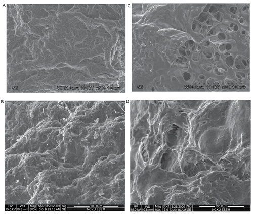 Figure 7.  The surface morphology of the 5-FU-loaded microparticle prepared with (A) 2.1 wt.% chitosan, chitosan/PEG = 70/30, 3 wt% TPP, (B) 3.5 wt% chitosan, chitosan/PEG = 70/30, 3 wt% TPP, (C) 3.5 wt% chitosan, chitosan/PEG = 70/30, 1 wt% TPP, and (D) 3.5 wt% chitosan, chitosan/PEG = 70/30, 3 wt% TPP, and cross-linking time = 4 h.