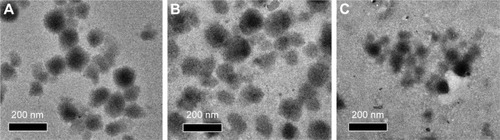 Figure 2 TEM images of s-(PLAMA-b-PSBMA)-b-PNIPAM nanogels (A), DOX-s-(PLAMA-b-PSBMA)-b-PNIPAM nanogels (B), and degradation of s-(PLAMA-b-PSBMA)-b-PNIPAM nanogels after addition of 10 mM GSH for 2 h (C).Abbreviations: TEM, transmission electron microscope; PLAMA, poly(2-lactobionamidoethyl methacrylamide); PSBMA, poly(sulfobetaine methacrylate); PNIPAM, poly(N-isopropylacrylamide); DOX, doxorubicin; GSH, glutathione.