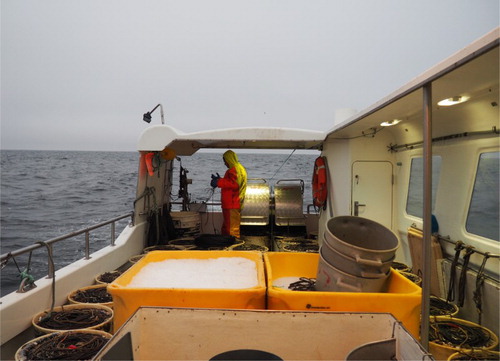 Figure 1. Setting the line. Setting the fishing line requires circumspection and skill of both deckhand and skipper. For releasing the fishing line in an orderly fashion, the skipper slows down the vessel and navigates over the desired fishing spot. In the meantime, the deckhand needs to swiftly attach one line to another while until the desired stretch of water is covered (photo by author).