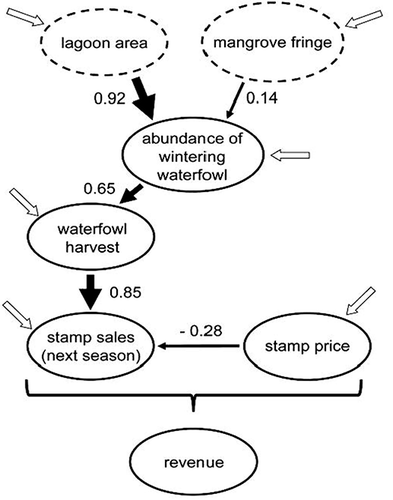 Figure 3. Path analysis: The width of the black arrows and the associated numbers indicate the values of the significant path coefficients. The dotted ellipses correspond to the path analysis of lagoon size and mangrove extent as predictors of waterfowl counts. All other ellipses (continuous lines) correspond to the variables analyzed and significant paths identified as predictors of stamp sales. Total revenue was simply calculated as the product of stamp sales × inflation-adjusted stamp prices. White arrows show path points where other, external variables may have an effect.