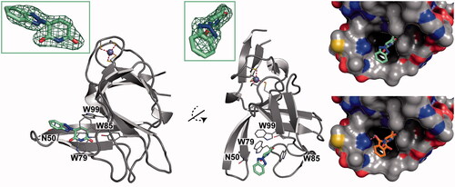 Figure 1. Binding mode of ‘benzotriazolo thalidomide’ (2) compared to thalidomide. Left: two views of 2 bound to MsCI4 with an FO-FC omit map contoured at 4σ. Three tryptophan residues and a conserved asparagine residue of the binding site are indicated. Of note, the asparagine does not form interactions with 2. Right: The binding of 2 compared to thalidomide in surface representation coloured by atom type. The hydrogen bond of thalidomide to the conserved asparagine is indicated. Residue numbering according to the MsCI4 sequence.