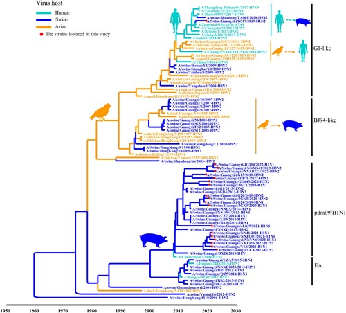 Figure 3. Phylogeny and divergence time of M genes of swIAVs isolates in Guangxi. The phylogenetic tree of the M gene was generated by using the Bayesian MCMC framework, using the GTR substitution model with gamma-distribution among the site rate heterogeneity and a “strict molecular clock” model. The branches are coloured according to their host origin.