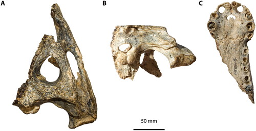 Figure 21. Harpacochampsa camfieldensis. A, Holotype cranium, NTM P87106-1, in dorsal view. B, Holotype cranium, NTM P87106-1, in posterior view. C, Partial snout, NTM P87106-5, in ventral view.