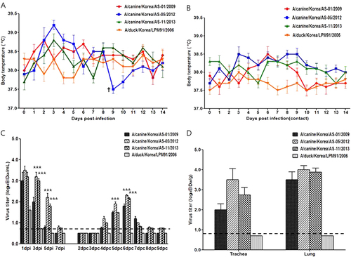 Fig. 2 Pathogenicity and transmissibility of AS-01/09, AS-05/12, AS-11/13, and LPM91/2006 viruses in beagles.The body temperatures of infected (a) and contact (b) beagles (†succumbed to death) were monitored. Groups of four beagles inoculated with 105.5 EID50 of each virus were individually placed adjacent to naïve (contact) beagles. The mean viral titers (log10 EID50/mL) for nasal-wash (c) or lung and tracheal (d) samples are shown for each group of beagles. The limit of virus detection was 0.7 log10 EID50/mL or gram. Statistically significant differences (*P < 0.05, **P < 0.001, and ***P < 0.0001) between each representative canine and AS-01/09 viruses are indicated by *P value was determined using one-way ANOVA