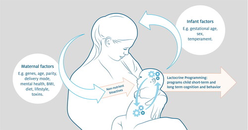 Figure 1. Lactocrine Programming is the process by which non-nutrient bioactives affect the developmental program of cells, tissues and organs in nursing offspring. The term ‘programming’ refers to the fact that while some effects on the offspring are short-term, others have lasting effects on form, function and/or health and well-being in adulthood. Mechanisms would include affecting the development of the infant’s brain as well as gastro-intestinal system and gut microbiota (indicated by the clockworks in the figure). While several maternal factors may influence this process, also the infant, e.g., through crying behavior, can affect the mother and lactation. Note that the maternal and infant factors presented in the figure may not be all factors involved in Lactocrine Programming.