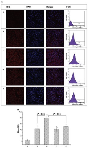 Figure 3 (A) CLSM images and flow cytometry analysis of EC9706 cells incubated with free RhB (a), M(RhB) (b) and FA-M(RhB) (c) in folic acid-free RMPI 1640 medium, respectively; (d and e) represent EC9706 cells incubated with M(RhB) and FA-M(RhB) in RMPI 1640 medium containing 1 mM of folic acid, respectively. (B) Statistical data for cellular uptake obtained by flow cytometry.Note: *P < 0.05 versus group A.Abbreviations: CLSM, confocal laser scanning microscopy; PTX, paclitaxel; M(PTX), paclitaxel-loaded micelles; FA-M(PTX), folate-targeted, paclitaxel-loaded micelles; FCM, flow cytometry; RhB, rhodamine B.