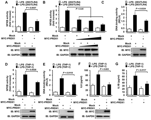 Figure 1. PRDX1 overexpression inhibits NFKB activation induced by TLR4. (A) 293/TLR4 cells were transfected with vector control (mock) or MYC-PRDX1 vector together with pBIIx-luc and Renilla luciferase vector, untreated or treated with LPS (200 ng/ml) for 6 h, and then subjected to luciferase activity assay. Results are expressed as fold-induction in luciferase activity relative to that in untreated cells. All error bars represent mean ±SEM from triplicate samples. Western blot analysis was used to measure the expression of transiently transfected MYC-PRDX1 (lower panel). The expression of GAPDH was used as a loading control. (B) 293/TLR4 cells were transfected with mock or different concentrations of MYC-PRDX1 vector. Luciferase reporter assay was then performed as described in (A). Results are expressed as fold-induction in luciferase activity relative to that in untreated cells. All error bars represent ±SEM of the mean from triplicate samples. Western blot analysis was used to measure the expression of transiently transfected MYC-PRDX1 (lower panel). The expression of GAPDH was used as a loading control. (C) 293/TLR4 cells were transfected with mock or MYC-PRDX1 vector, untreated or treated with LPS (200 ng/ml) for 6 h, and then analyzed for RELA DNA-binding activity. All error bars represent mean ±SEM of the mean from triplicate samples. IB western blot analysis was used to measure the expression of transiently transfected MYC-PRDX1 (lower panel). The expression of GAPDH was used as a loading control. (D) THP-1 cells were transfected with a mock or MYC-PRDX1 vector, untreated or treated with LPS (200 ng/ml) for 6 h, and then luciferase reporter assay was performed. Results are expressed as the fold-induction in luciferase activity relative to that in untreated cells. All error bars represent mean ±SEM from triplicate samples. Western blot analysis was used to measure the expression of transiently transfected MYC-PRDX1 (lower panel). The expression of GAPDH was used as a loading control. (E) THP-1 cells were transfected with mock or MYC-PRDX1 vector, untreated or treated with LPS (200 ng/ml) for 6 h, and then analyzed for RELA DNA-binding activity. All error bars represent mean ±SEM from triplicate samples. Western blot analysis was used to measure the expression of transiently transfected MYC-PRDX1 (lower panel). The expression of GAPDH was used as a loading control. (F and G) THP-1 cells were transfected with mock or MYC-PRDX1 vector, untreated or treated with LPS (200 ng/ml) for 9 h, and then subjected to enzyme-linked immunosorbent assay (ELISA) to determine levels IL6 (F) and IL1B (G) produced. All error bars represent mean ±SEM from triplicate samples. Western blot analysis was used to measure the expression of transiently transfected MYC-PRDX1 (lower panel). The expression of GAPDH was used as a loading control.