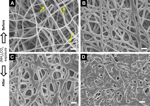 Figure S1 FE-SEM micrograph of (A) Coll_5%QOS, (B) Coll_10%QOS, (C) Coll_5%QOS_XL and (D) Coll_10%QOS_XL.Notes: Scale bar = 1 μm. Yellow arrows indicate the area with inter-fiber adhesion/binding.Abbreviations: SEM, scanning electron microscopy; QOS, quaternary ammonium organosilane.