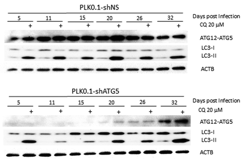 Figure 1. LC3-II formation is blocked only temporarily after ATG5 knockdown. Western blot analysis is shown of HeLa cells treated for 6 h ± 20 µM chloroquine to block basal autophagic flux of PLK0.1-shRNA nonsilencing (control shRNA) compared with shRNA targeting ATG5 cultured postinfection for up to 32 d. Although the knockdown worked well at 5 d postinfection through 26 d, basal autophagy was only blocked effectively in the samples tested at 11 and 15 d after infection.