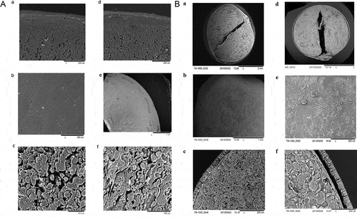 Figure 4. The SEM micrographs of untreated and microwave (18% m.c., 600 W, and 56 s treated) A: chickpea and B: mung bean.