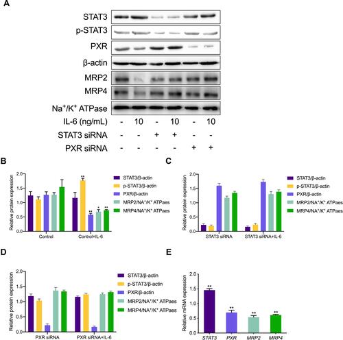 Figure 2 Expression of MRPs transporters in HK-2. (A) HK-2 cells were exposed to 10 ng/mL IL-6 with STAT3 and PXR siRNA for subsequent Western blotting. (B–D) Protein expression of targeted transporters was quantified and is viewed in the bar graphs. *p < 0.05, **p < 0.01, versus control group. (E) The fold change with respect to mRNA expression of STAT3, PXR, MRP2, and MRP4 in HK-2 cells treated with IL-6 (10 ng/mL) compared to HK-2 cells. **p < 0.01, versus control group.
