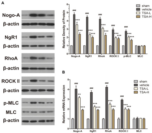 Figure 7 TSA inhibited the expression of the Nogo-A/NgR1/RhoA/ROCKII/MLC signaling pathway. (A) The protein levels of Nogo-A, NgR1, RhoA, ROCKII, MLC and p-MLC. (B) The mRNA levels of Nogo-A, NgR1, RhoA, ROCKII and MLC; ###P< 0.001 vs the sham group; **P < 0.01, ***P < 0.001 vs the vehicle group.