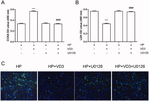 Figure 6. The inhibition of c-Raf/MEK/ERK phosphorylation blocks the anti-apoptotic effect of 1,25-D3 in H. pylori-treated GES-1 cells. GES-1 cells were treated with MEK inhibitor (U0126) for 24 h, and then infected with H. pylori SS1 strain (MOI: 100) and treated with different concentrations of 1,25-D3 for 24 h, (A) the cell viability was determined by CCK-8 assay, (B) LDH release was determined by a commercial kit and (C) the levels of apoptosis were analysed using an TUNEL detection kit. Bars represent means ± S.E.M of three independent experiments. ***p < 0.001 vs. H. pylori alone treatment, ###p < 0.001 vs. H. pylori + 1,25-D3 treatment.