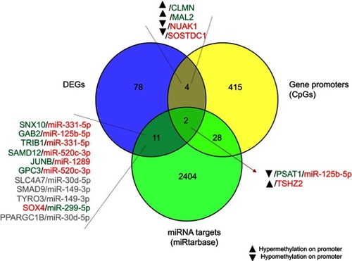 Figure 7 Integrated miRNA–mRNA–methylation regulatory networks.Notes: Integration of GEP, miRNA, and methylation profiles. In gray are shown genes and miRNAs with the same trend of expression, which were excluded. Red and green indicate downregulation and upregulation, respectively.Abbreviation: GEP, gene expression profile.