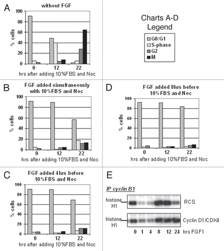 Figure 5 FGF-induced G2 arrest is independent from the sequential sustained G0/G1 block. (A–D) Cell cycle arrest of RCS cells was induced by serum starvation for 32 h followed by release into medium containing 10% FBS and Nocodazole. (B–D) RCS cells were treated with FGF1 as indicated and subjected to cell cycle analysis. (E) Cyclin D1 and CDK4 were stably introduced into RCS cells, and this cell line and parental RCS cells were treated with FGF1 for the indicated periods of time. Kinase activity of immunoprecipitated cyclin B1/CDK1 complexes was assayed in vitro. The cyclin B1/CDK1 complexes were isolated from 1 mg of total cellular protein using anti-cyclin B1 antibodies. Histone H1 was used as a substrate.