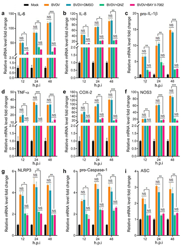 Figure 2. Expression levels of the genes encoding cytokines (IL-6, IL-8, pro-IL-1β, TNF-α, COX-2, and NOS-3) and NLRP3 inflammasome (NLRP3, pro-caspase 1, and ASC) determined by qRT-PCR. Total RNA of BT cells from mock group, BVDV group, BVDV+DMSO group, BVDV+BAY 11–7082 (NF-κB inhibitor) group, and BVDV+QNZ (NF-κB inhibitor) group was extracted and reverse transcribed into cDNA respectively, followed by qRT-PCR detection. Results indicated that BVDV infection-induced inflammatory response was regulated by the activation of NF-κB signalling pathway. Data are given as means ± SD values. *, P <0.05; **, P <0.01; ***, P <0.001.