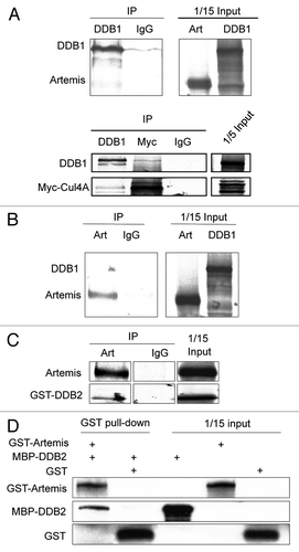 Figure 2 Artemis interacts directly with DDB2. (A and B) Artemis does not interact with DDB1 in vitro. Artemis and DDB1 labeled with 35S-methionine were expressed in vitro by transcription-coupled translation. Artemis and DDB1 were mixed and IPed with DDB1 antibody (A, upper part) or Artemis antiserum (B) as indicated. A control experiment shows the interaction between DDB1 and Cul4A (A, lower part). Bound proteins were eluted, separated by SDS-PAGE and detected by autoradiography. (C) Artemis directly interacts with GST-DDB2 in vitro. Artemis and GST-DDB2 were in vitro translated and labeled with 35S-methionine. Synthesized proteins were mixed and incubated as indicated for immunoprecipitation. Parts show the autoradiography of labeled proteins. (D) Purified recombinant Artemis and DDB2 directly interact. GST-Artemis, GST and MBP-DDB2 proteins were expressed and purified from E. coli. Purified proteins were mixed as indicated, and pull-down assays were performed and analyzed by immunoblotting.