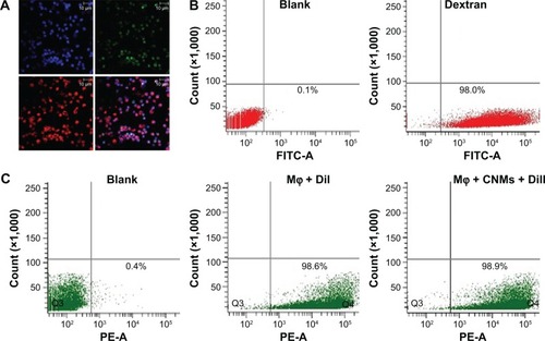 Figure 5 The identification, purity, and trace of Mφ.Notes: The peritoneal cells elicited through mineral oil were highly purified Mφ. Immunofluorescence staining for the expression of specific antigens of Mφ was used to identify the cells collected from the peritoneal cavity. (A) Micrograph represents strong immunoreactivity for CD68. Antigens of CD68 are labeled green, nuclei are labeled blue, and DiI is labeled red. Each figure is at a magnification of ×400. The purity and phagocytic activity of Mφ were determined based on FITC-dextran positivity by fluorescence-activated cell sorting, and the percentage of endocytosing cells was 98.0%±0.4% (B). Flow cytometry analysis was used to analyze the proportions of cells harvested from peritoneal lavage fluids labeled with DiI. (C) The rate of DiI-labeled Mφ was 98.6%±0.5%, and that of Mφ treated with CNMs was 98.9%±0.3%. The Mφ were incubated with phosphate-buffered saline as a control.Abbreviations: CD68, cluster of differentiation 68; CNMs, celastrol nanomicelles; DiI, 1,19-dioctadecyl-3-3-39,39-tetramethylindocarbocyanine; FITC-dextran, fluorescein isothiocyanate-dextran; Mφ, macrophages.