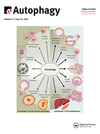 Cover image for Autophagy, Volume 17, Issue 10, 2021