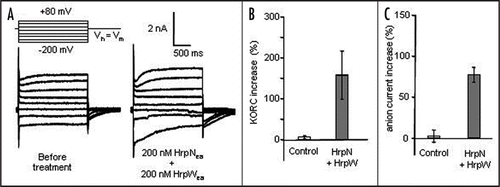 Figure 2 Simultaneous addition of 200 nM HrpWea and HrpNea triggers strong activation of anion channels and K+ outward rectifying channels (KORC) in suspension cell. (A) Whole cell current recordings before and after treatment with 200 nM HrpWea and HrpNea. Protocol was as indicated, Vh, holding potential; Vm, membrane potential. (B) Mean amplitude of steady state time dependent KORC at +80 mV. (C) Mean amplitudes of steady state anion currents at −200 mV. The control corresponds to the addition of an equivalent volume of the buffer used for harpin preparation. Values are given as a percentage with respect to current values before treatment. All values are mean of at least five independent experiments. Error bars correspond to standard errors.