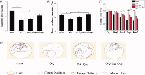 Figure 6. Exo-Que ameliorated the cognitive deficiency in OA-treated AD mice. (A) The platform crossing number in the spatial probe test. Data are expressed as mean ± SD (n = 3). * p < 0.05. (B) Relative time percentage spent on the target quadrant in a probe trial. Data are expressed as mean ± SD (n = 3). * p < 0.05. (C) Escape latencies analysis. Data are expressed as mean ± SD (n = 3). * p < 0.05, ** p < 0.01. (D) Representative path tracings of different groups.
