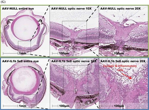 Figure 3c. (Continued).