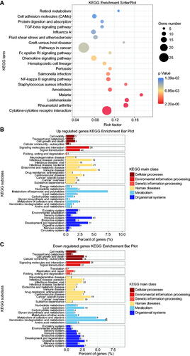 Figure 3. Scatter plot and histogram of KEGG enrichment for differentially expressed genes (DEGs). (A) Scatter plot of Kyoto Encyclopedia of Genes and Genomes (KEGG) pathway enrichment analysis for differentially expressed genes (DEGs). The top 20 statistically significant KEGG pathways are shown. Rich Factor on the X-axis refers to the ratio of DEGs enriched in the KEGG pathway to the total number of DEGs in the KEGG analysis. Larger Rich Factor corresponds to higher richness of the KEGG pathway. (B) Subclass histogram for the enrichment of upregulated DEGs. (C) Subclass histogram for the enrichment of downregulated DEGs.