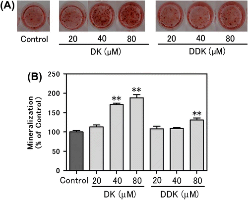 Fig. 3. Effect of DK and DDK on matrix mineralization of MC3T3-E1 cells.