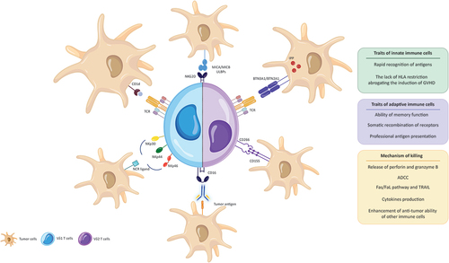 Figure 1. Features of γδ T cell subsets: antigen recognition and killing.