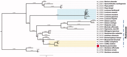 Figure 1. Maximum-likelihood (ML) phylogenetic tree of selected chloroplast sequences. The main branch that contain 13 species in Rubiaceae is marked with dotted line. Gardenia jasminoides (MT018450) is marked with red circle. Genebank accession numbers were listed before their corresponding species.