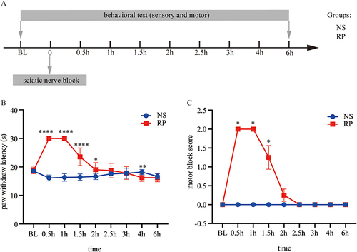 Figure 1 Effect of sciatic nerve block with 0.5% ropivacaine. (A) Experimental 1 designs and animal groups. (B) Paw withdrawal latency was assessed for 6h after sciatic nerve block. (C) Motor block scores were assessed by paw extension reflex for 6h after sciatic nerve block. The results of PWL are presented as the mean ± SD and the motor block scores are presented as the mean ± SEM (n = 8). Two-way ANOVA and Bonferroni’s test were used to analyze the inter-group differences. (Compared with NS group, ****P < 0.0001, **P < 0.005, *P < 0.05).