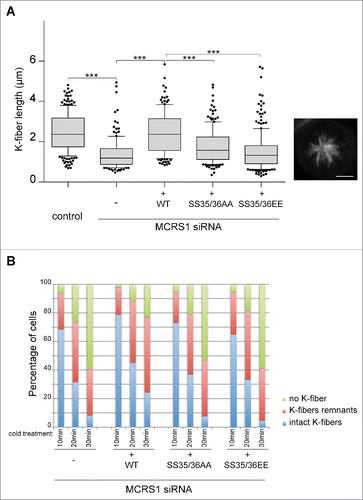 Figure 3. MCRS1 phosphorylation by Aurora-A regulates its function at K-fiber minus-ends. (A) K-fiber length in monastrol incubated control and MCRS1-silenced cells expressing the different MCRS1 phospho-variants as indicated. Data from 3 independent experiments monitoring at least 40 cells per condition and experiment. Box-and-whisker plot: boxes show the upper and lower quartiles (25–75%) with a line at the median, whiskers extend from the 10th to the 90th percentile and dots correspond to outliers. Neither MCRS1 SS35/36AA nor MCRS1 SS35/36EE rescues the MCRS1 silencing phenotype. A representative picture of a monastrol-incubated control cell fixed and stained for tubulin is shown. t test, *** corresponds to p <0,05. (B) K-fiber stability in control and MCRS1-silenced cells expressing the different MCRS1 phospho-variants as indicated. The presence of K-fibers (intact K-fibers), K-fibers remnants or the absence of MTs (no K-fibers) was monitored in cells exposed to cold-induced MT depolymerization for different times as indicated. The graph shows the percentage of cells in each category as indicated. At least 140 cells were quantified per experiment and condition. One representative out of 3 independent experiments is shown. Expression of MCRS1 SS35/36AA or MCRS1 SS35/36EE mutants does not rescue the MCRS1 silencing phenotype.