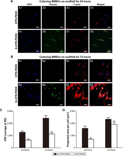 Figure 4 (A) Fluorescence microscopy of BMSCs incubated for 24 hours on CFR-PEEK (A1–A4) scaffolds and G-CFR-PEEK (A5–A8) scaffolds (n=3). (B) Confocal laser-scanning microscopy of BMSCs incubated for 72 hours on CFR-PEEK (B1–B4) scaffolds and G-CFR-PEEK (B5–B8) scaffolds (n=3). Panels 1 and 5 show DAPI immunostaining of DNA (blue). Panels 2 and 6 show the immunostaining of vinculin (green); panels 3 and 7 show the staining of the cytoskeleton organization (red). (C) IOD and (D) projected cell areas analyzed from the fluorescence images. Results presented as means ± SD. **P<0.01. Scale bars =10 µm.Abbreviations: BMSCs, bone marrow stromal cells; CFR-PEEK, carbon fiber-reinforced polyether ether ketone; DAPI, 4′,6-diamidino-2-phenylindole; G-CFR-PEEK, graphene-modified carbon fiber-reinforced polyether ether ketone; IOD, integral optical density.