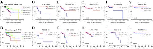 Figure 9 The impact of Miller and Payne grade (MPG) on DFS and OS in breast cancer patients who received NACT. (A) DFS as shown by Kaplan–Meier analysis based on the MPG and the SII of patients with breast cancer. (B) OS as shown by Kaplan–Meier analysis based on the MPG and the SII of patients with breast cancer. (C) Kaplan–Meier analysis of DFS based on MPG1 for the SII of patients with breast cancer. (D) Kaplan–Meier analysis of OS based on MPG1 for the SII of patients with breast cancer. (E) Kaplan–Meier analysis of DFS based on MPG2 for the SII of patients with breast cancer. (F) Kaplan–Meier analysis of OS based on MPG2 for the SII of patients with breast cancer. (G) Kaplan–Meier analysis of DFS based on MPG3 for the SII of patients with breast cancer. (H) Kaplan–Meier analysis of OS based on MPG3 for the SII of patients with breast cancer. (I) Kaplan–Meier analysis of DFS based on MPG4 for the SII of patients with breast cancer. (J) Kaplan–Meier analysis of OS based on MPG4 for the SII of patients with breast cancer. (K) Kaplan–Meier analysis of DFS based on MPG5 for the SII of patients with breast cancer. (L) Kaplan–Meier analysis of OS based on MPG5 for the SII of patients with breast cancer.